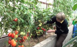 Les meilleures variétés de tomates de serre résistantes au mildiou