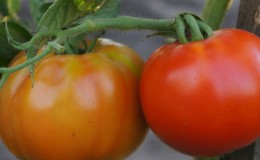 La meilleure variété à maturation précoce de l'avis des résidents d'été est le roi des tomates précoces: pourquoi est-elle si bonne et pourquoi elle vaut la peine d'être cultivée