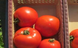 Hybride productif avec un goût excellent - tomate 