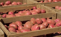 Règles de stockage des pommes de terre de semence: instructions pour la préparation des semences et conditions optimales