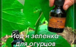 L'iode et le vert brillant à la rescousse: les secrets de la transformation des concombres pour une meilleure récolte