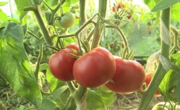 Caractéristiques des tomates 
