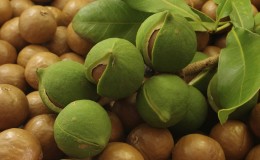 Comment faire pousser de la macadamia aux noix à la maison