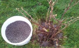 Comment bien nourrir les groseilles et les groseilles au printemps