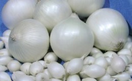 Hybride sans prétention et stable d'oignons «Stardust» à haut rendement même avec un entretien minimal