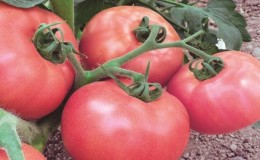 Non capricieux et facile à entretenir, mais en même temps gâter avec une riche tomate de récolte 
