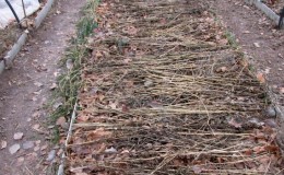 Nous choisissons comment couvrir l'oignon pour l'hiver du gel et étudions les nuances du processus