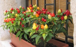 Guide de culture du poivron de balcon: étape par étape: obtenez une bonne récolte sans quitter votre maison