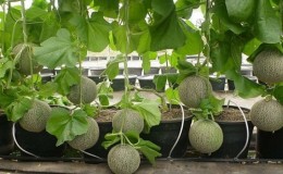 Comment et quand former correctement un melon en plein champ