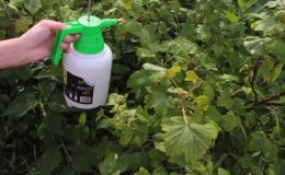 Comment traiter les groseilles à maquereau au printemps et en été contre les maladies et les ravageurs