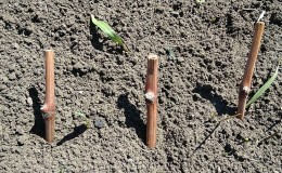 Comment planter des raisins en automne avec des boutures