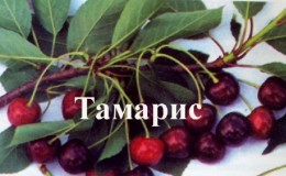 Variété de cerise résistante à croissance rapide 