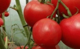 Fruits charnus et sucrés à votre table - tomate 