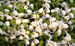 Nous obtenons un entrepôt de vitamines d'un haricot - comment faire germer des haricots à la maison ou les cultiver en plein champ