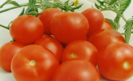 Arbustes miniatures aux tomates nettes, fructification jusqu'au gel - Tomates Fakel