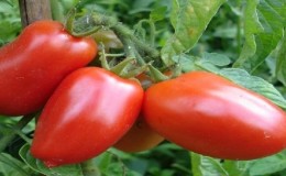 La combinaison des meilleures qualités de tomates en une seule variété - tomate 