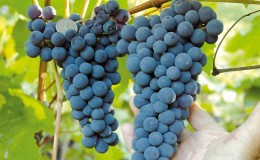 Les meilleurs cépages de la région de Moscou: caractéristiques et descriptions, conseils pour choisir