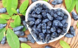 Propriétés utiles du chèvrefeuille pour le corps masculin