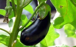 Quand retirer les aubergines d'un buisson dans une serre et un champ ouvert et comment stocker les cultures