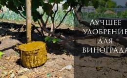 Comment et quoi nourrir correctement les raisins en automne