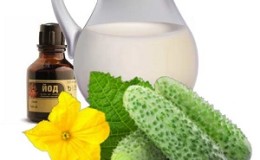 Les meilleures recettes pour nourrir les concombres avec du lait et de l'iode