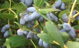 Les meilleures variétés de chèvrefeuille comestibles et décoratifs pour la région de Moscou