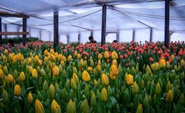 Comment faire pousser des tulipes avant le 8 mars