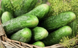 Récolte hybride de concombres 
