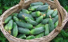 Quand est-il préférable de cueillir des concombres, le matin ou le soir, et de quoi dépendent les caractéristiques de la récolte