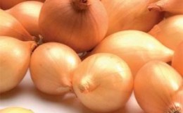 Variété d'oignon précoce 