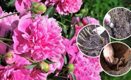 Quand est-il nécessaire de transplanter des pivoines à un autre endroit en été et comment le réaliser correctement