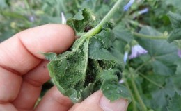 Comment lutter contre les ravageurs de la tomate