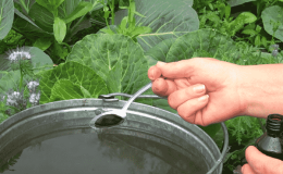 Avez-vous besoin de nourriture au chou pour attacher les têtes