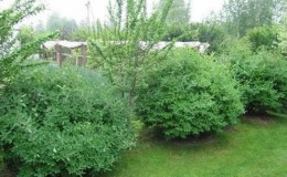 À côté de quoi pouvez-vous planter du chèvrefeuille et pourquoi est-ce important