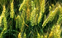 Aperçu de la variété de blé d'hiver 