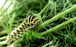 Comment se débarrasser des chenilles d'aneth: les méthodes de lutte antiparasitaire les plus efficaces