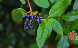 Qu'est-ce que le chèvrefeuille sauvage, où pousse-t-il et à quoi sert-il