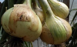 Variété d'oignons moyennement tardive à très grosses têtes 