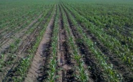 Comment faire tremper le maïs pour la plantation et faire pousser des cultures riches à partir de graines prêtes à l'emploi