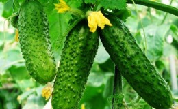 Un aperçu de l'hybride de concombre 