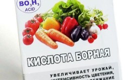 Règles de base pour le traitement des tomates avec de l'acide borique: préparer une solution et vaporiser, en évitant les erreurs