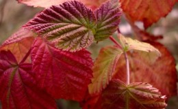 Les feuilles de framboisier deviennent rouges en juin: pourquoi cela se produit-il et que faire pour y remédier