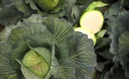 Hybride sans prétention à haut rendement de chou Kilaton F1