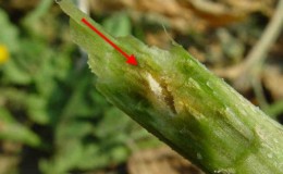 Causes et méthodes de traitement de la plaque noire sur les feuilles de concombre dans une serre