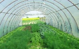 Instructions étape par étape pour la culture de l'aneth dans une serre toute l'année