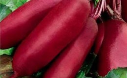 Préférée des agriculteurs pour sa facilité d'entretien et de goût, variété de betterave 