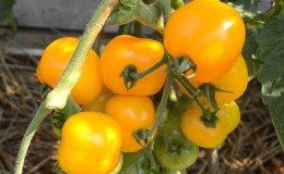 Les meilleures variétés de tomates jaunes pour une serre: connaître les représentants les plus brillants et choisir le bon type