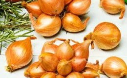 Variétés d'oignons de la famille et leurs caractéristiques