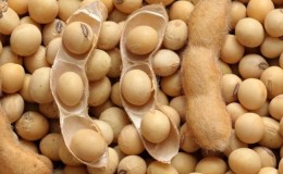 Soja - ce qu'ils sont et à quoi ils ressemblent