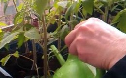 Comment nourrir les plants de tomates pour qu'il y ait des tiges dodues et comment le faire correctement